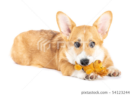 Pembroke Welsh Corgi playing with a toy 54123244