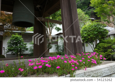 鎌倉Kaizoji鮮花寺 鎌倉Kaizoji鮮花寺 54123262