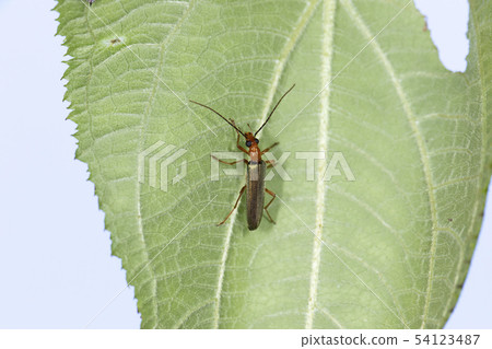 駱駝的心情 54123487