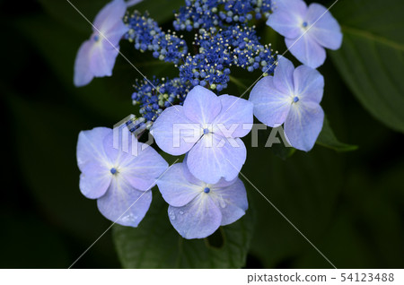  hydrangea 54123488