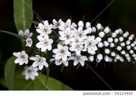珍珠菜 珍珠菜 54123493