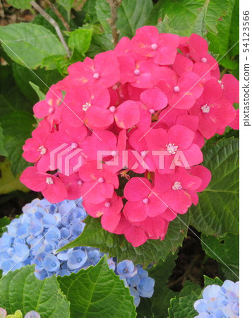 神奈川縣鎌倉五陵神社的繡球 54123566