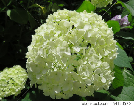 神奈川縣鎌倉市明月院的繡球花 54123570