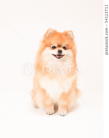Pomeranian sitting and smiling 54123711