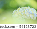 The Hydrangea season also arrives at the Kobe Forest Garden 54123722