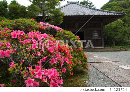 鎌倉Kaizoji鮮花寺 鎌倉Kaizoji鮮花寺 54123724