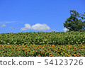 How hot seems to be hot sunflower blooms without defeating the heat 54123726