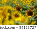 How hot seems to be hot sunflower blooms without defeating the heat 54123727