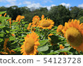 How hot seems to be hot sunflower blooms without defeating the heat 54123728