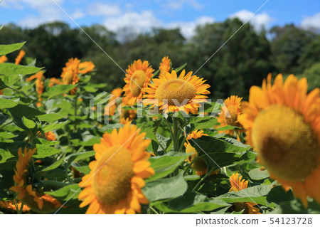 How hot seems to be hot sunflower blooms without defeating the heat How hot seems to be hot sunflower blooms without defeating the heat 54123728