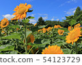 How hot seems to be hot sunflower blooms without defeating the heat 54123729