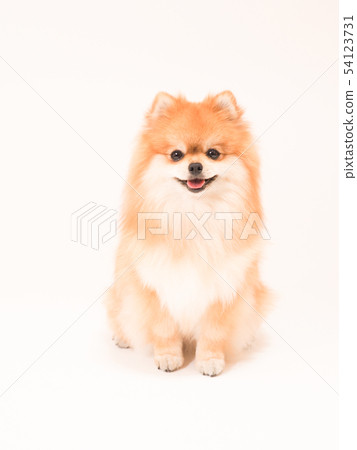 Pomeranian坐和微笑 Pomeranian坐和微笑 54123731