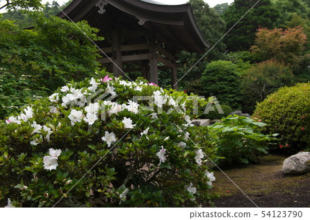 鎌倉Kaizoji鮮花寺 鎌倉Kaizoji鮮花寺 54123790