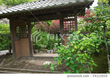 鎌倉Kaizoji鮮花寺 鎌倉Kaizoji鮮花寺 54123858