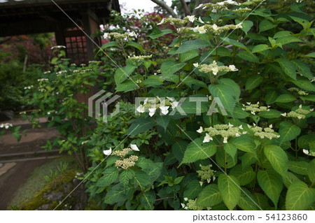 鎌倉Kaizoji鮮花寺 鎌倉Kaizoji鮮花寺 54123860