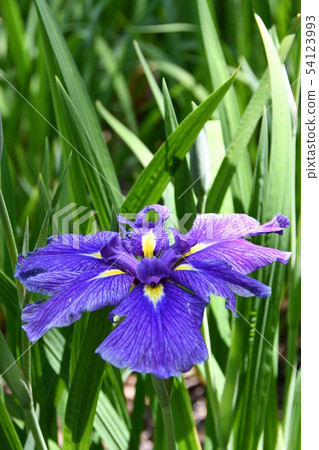 Hanashaubu flower bouquet iris Hanashaubu flower bouquet iris 54123993
