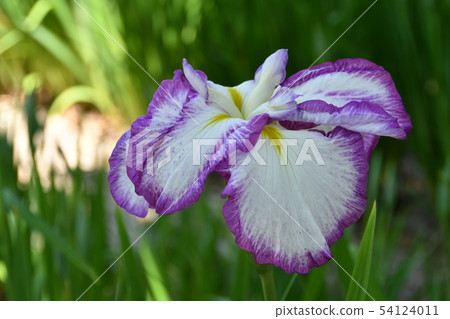 Hanashaubu花束虹膜 Hanashaubu花束虹膜 54124011