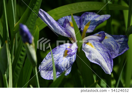 Hanashaubu花束虹膜 Hanashaubu花束虹膜 54124032
