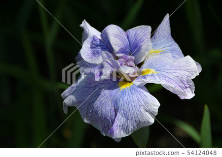 Hanashaubu花束虹膜 54124048