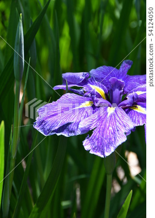 Hanashaubu花束虹膜 54124050