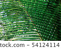 Tropical green leaves on dark background. 54124114