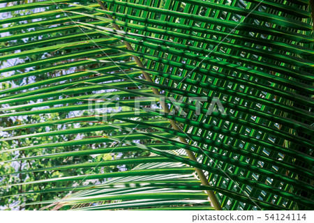 Tropical green leaves on dark background. Tropical green leaves on dark background. 54124114