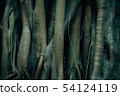 Tree Trunk And Root Background. 54124119