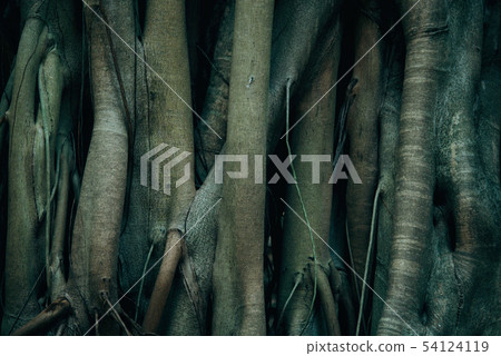 Tree Trunk And Root Background. 54124119