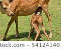 Deer parent and child 54124140