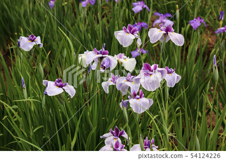 美麗的條紋花瓣（2） 54124226