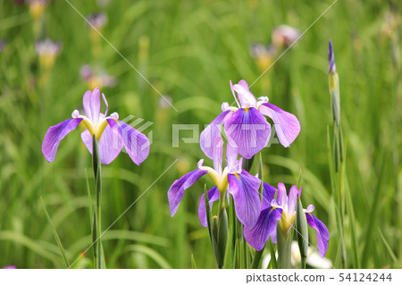 Fukiage Shobu Park in June (3) Fukiage Shobu Park in June (3) 54124244