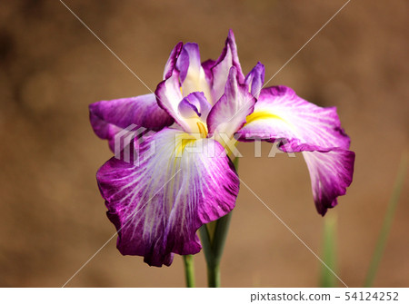 Beautiful flowering flower garden in Fukiage Shobu Park (9) Beautiful flowering flower garden in Fukiage Shobu Park (9) 54124252