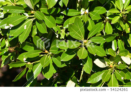 Photo taken of plants with shiny green leaves Photo taken of plants with shiny green leaves 54124261