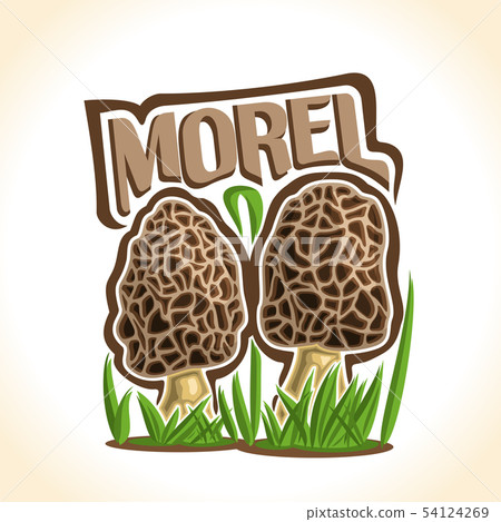 Vector logo for Morels Vector logo for Morels 54124269