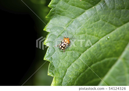 Yellow leaf beetle 54124326