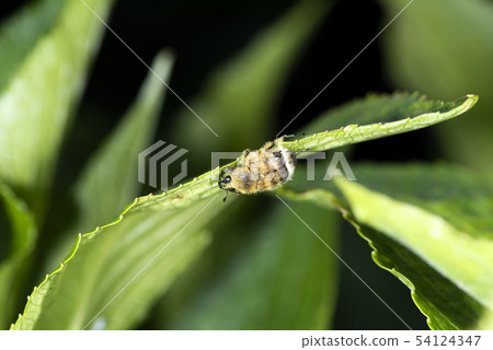 Hime Tiger Hanamuguri 54124347