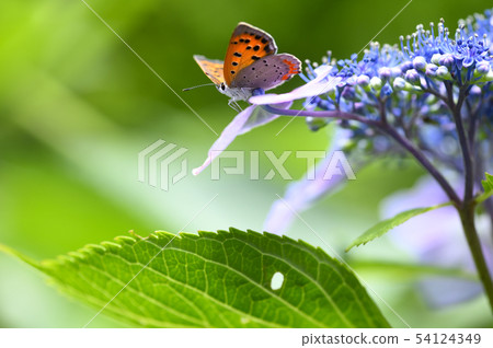 Hydrangea and Benicissimi 54124349