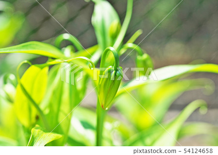 Glorious moth still green Glorious moth still green 54124658