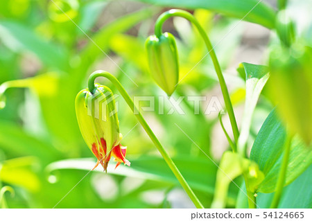 Glorious moth still green Glorious moth still green 54124665