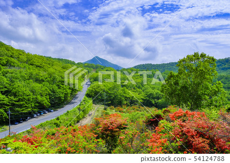 Azalea of Miharu mountain 2 Azalea of Miharu mountain 2 54124788