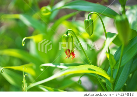 Glorious moth still green 54124818