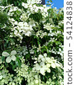 Yamabashi Bloom 54124838
