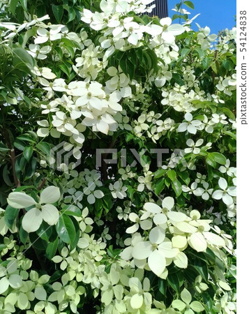Yamabashi Bloom 54124838
