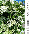 Yamabashi Bloom 54124840