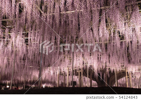 Ashikaga Flower Park: Illumination of Ofuji 54124843