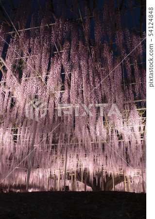 Ashikaga Flower Park: Illumination of Ofuji 54124848