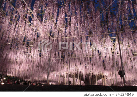 傍晚的足利花卉公園:大富士燈飾 傍晚的足利花卉公園:大富士燈飾 54124849