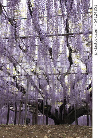 足利花卉公園：大紫藤架（Hasama Fuji） 54124853