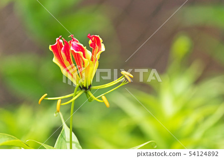 橙色Gloriosa花 54124892