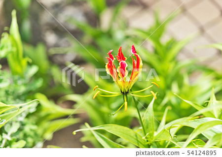 橙色Gloriosa花 54124895